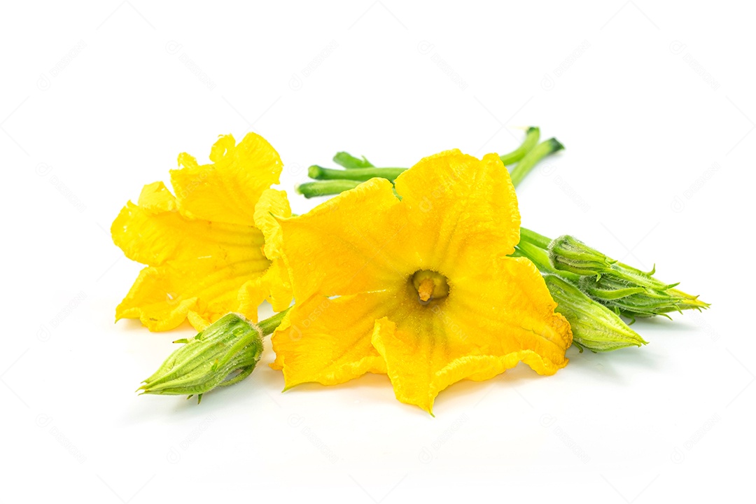 Flor de abóbora amarela fresca isolada no fundo branco