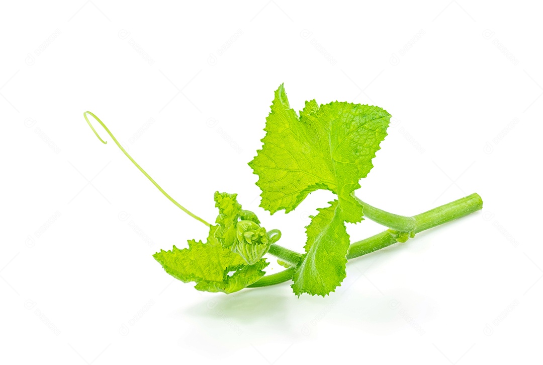 Parte superior da árvore de abóbora isolada no fundo branco com traçado de recorte