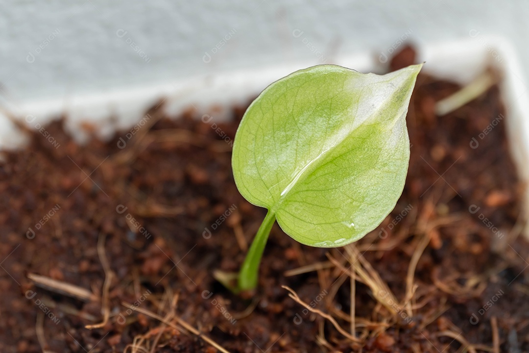 Mudas de monstera pequenas com folhas verdes brilhantes. no viveiro de mudas no viveiro