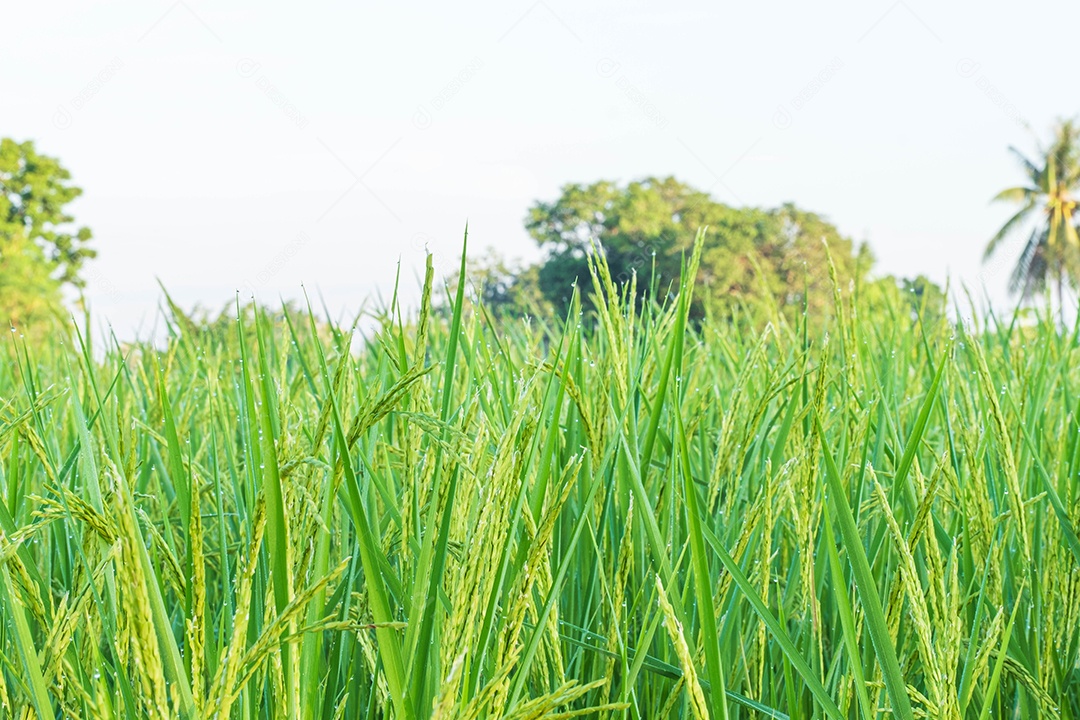 Flores de arroz verde-amarelo plantadas em campos rurais, gotas de orvalho em folhas de arroz tiradas pela manhã