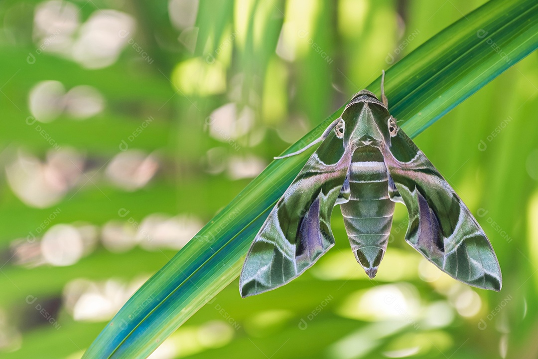 pequena borboleta verde noturna a folha e fundo desfocado natureza verde em seaso chuvoso, Oleander hawkmoth (Daphnis nerii)