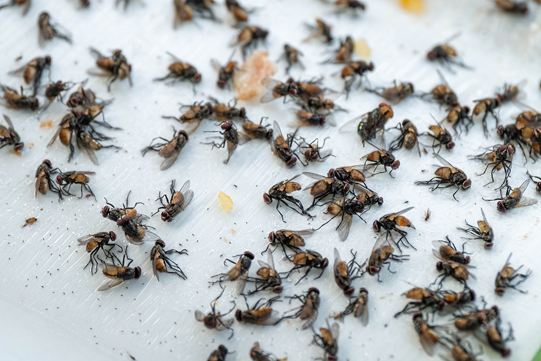 Moscas estão morrendo em armadilhas pegajosas para evitar a propagação de doenças digestivas e para a higiene