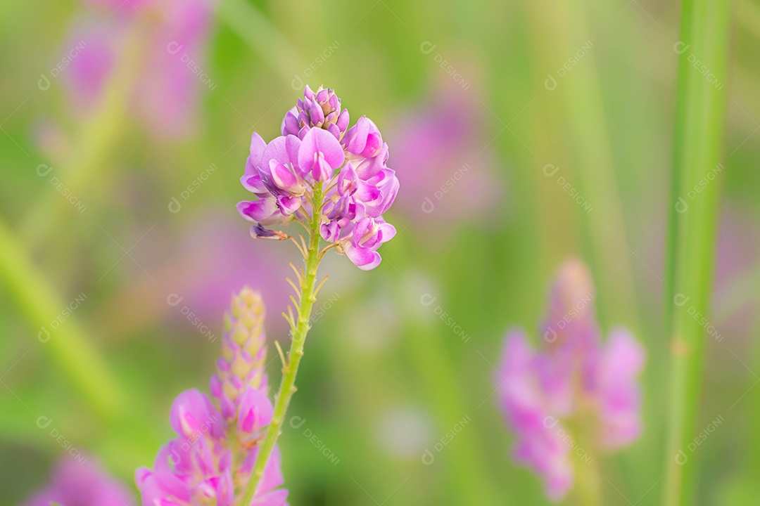 Linda flor roxa sobre fundo desfocado