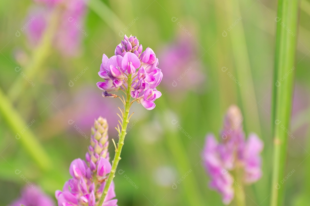 Linda flor roxa sobre fundo desfocado