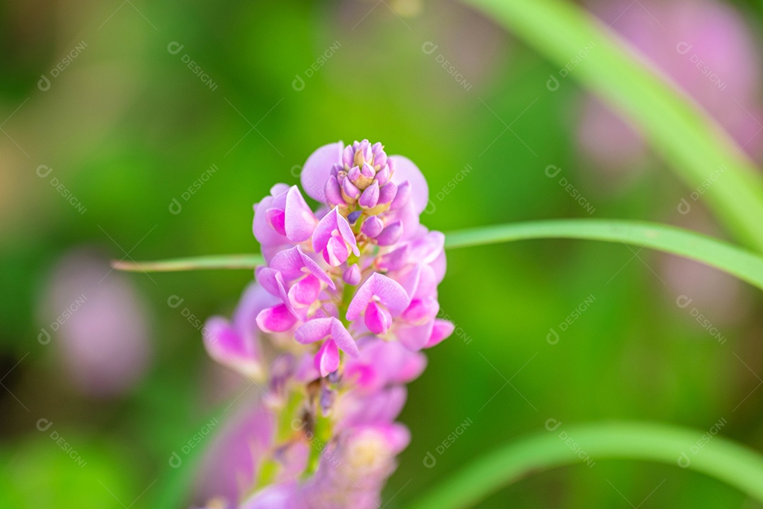 Linda flor roxa sobre fundo desfocado