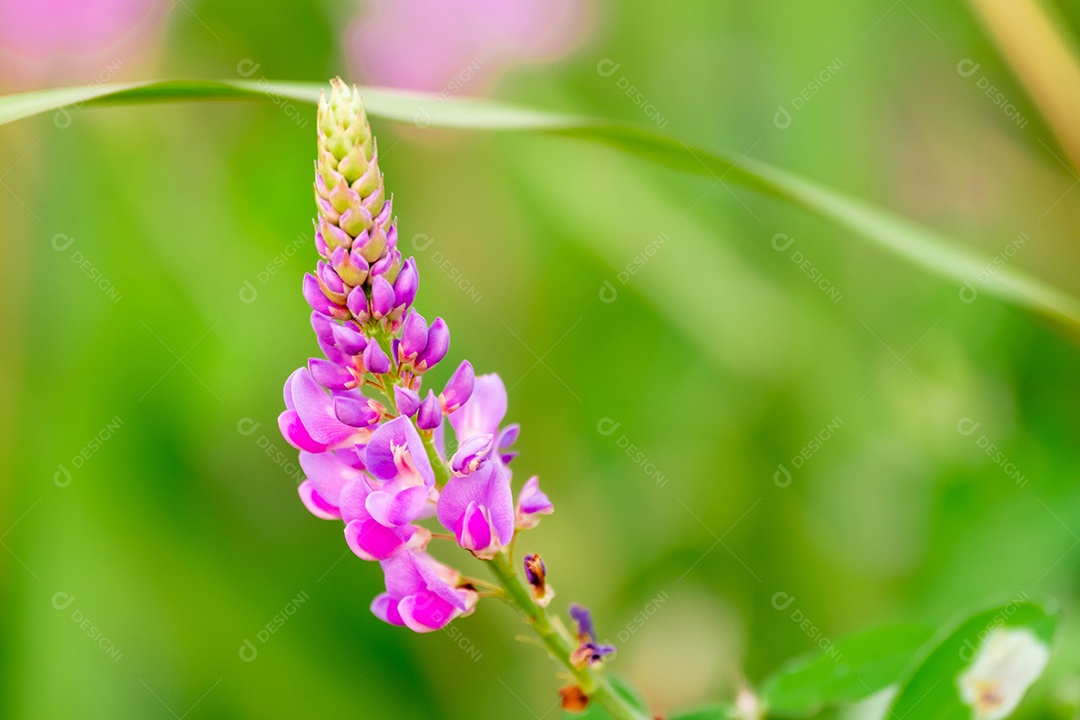 Linda flor roxa sobre fundo desfocado