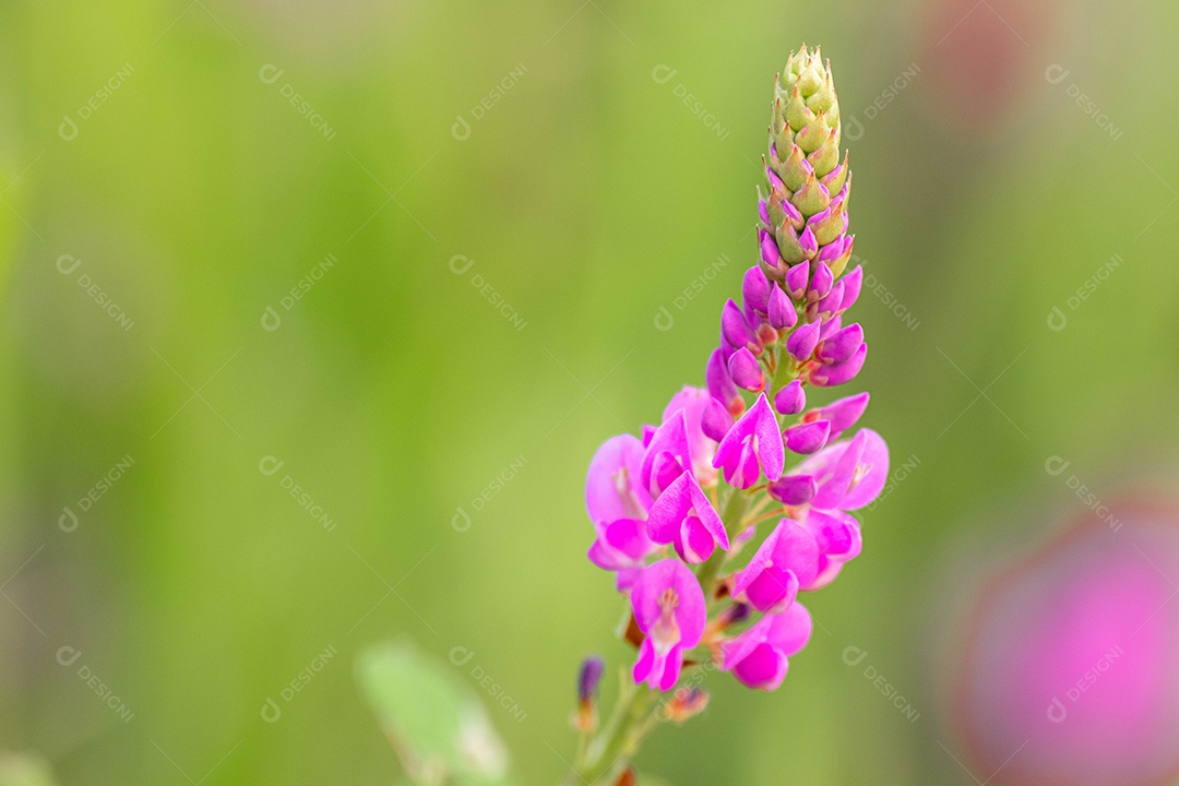 Linda flor roxa sobre fundo desfocado