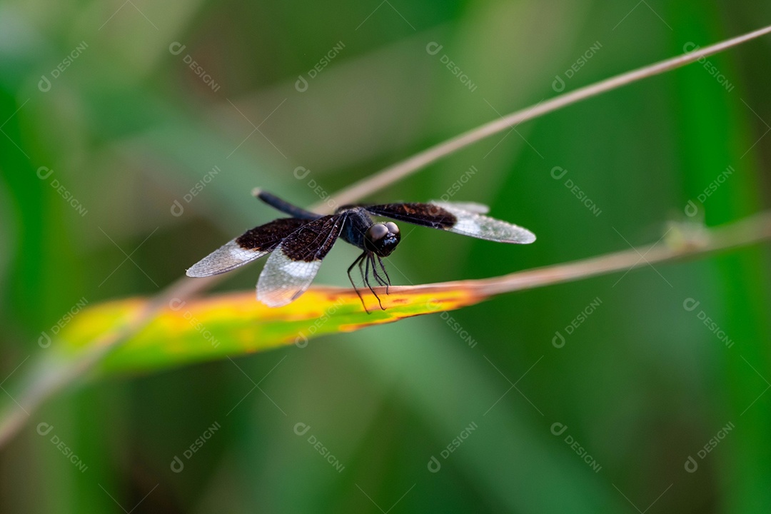 Inseto sobre folha verde floresta