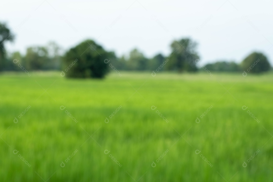 natureza turva, campos de arroz verde, arroz verde de manhã e turva para o conceito de plano de fundo