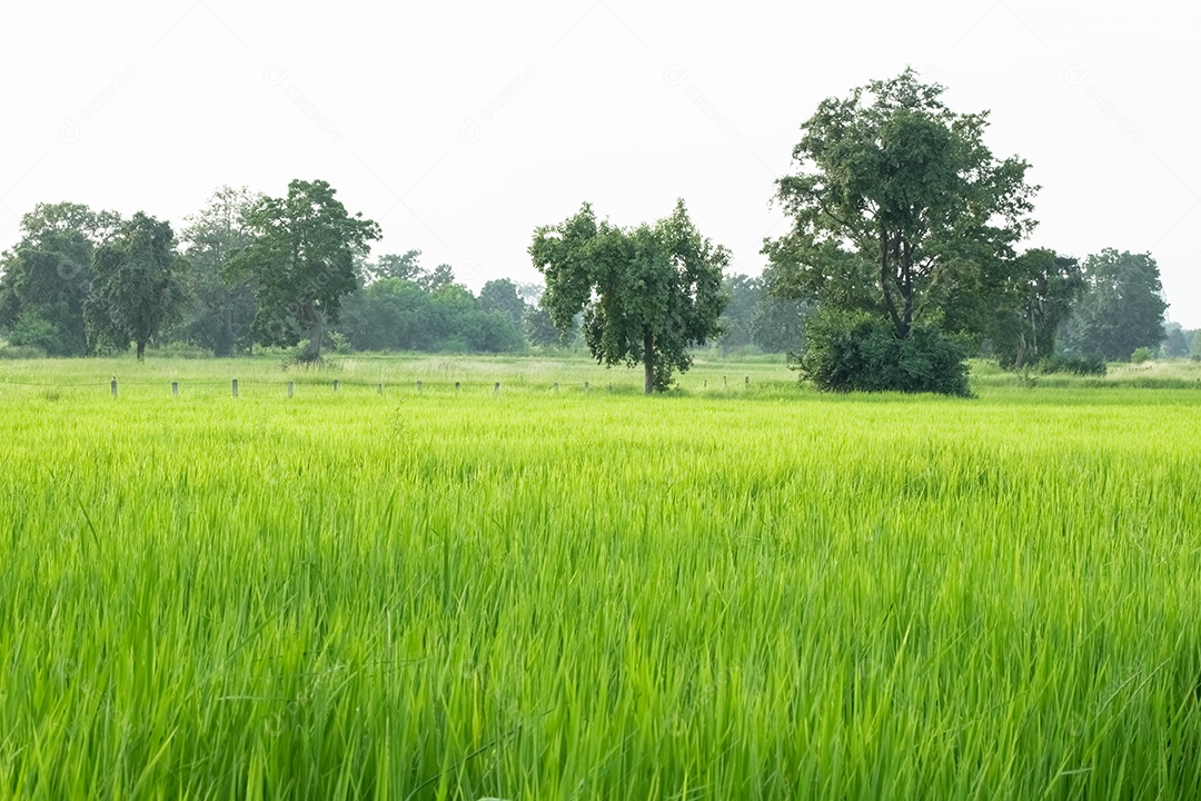 campos de arroz verde, arroz verde no conceito de fundo de manhã