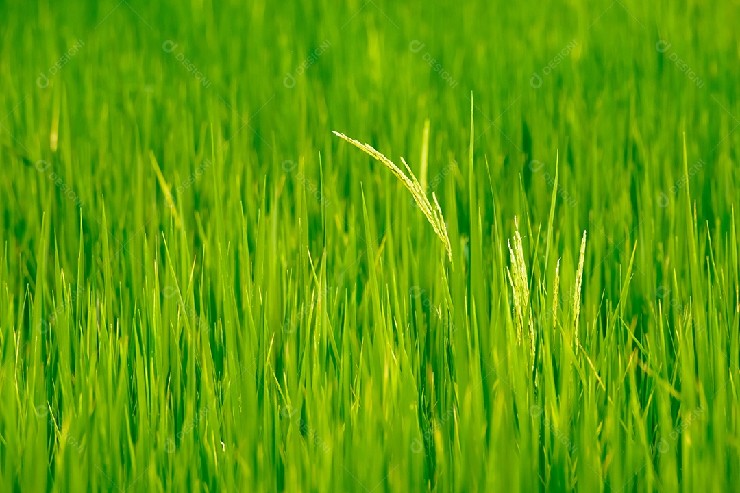 natureza turva, campos de arroz verde, arroz verde de manhã e turva para o conceito de plano de fundo