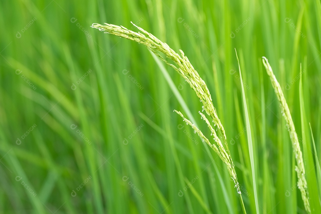 natureza turva, campos de arroz verde, arroz verde de manhã e turva para o conceito de plano de fundo