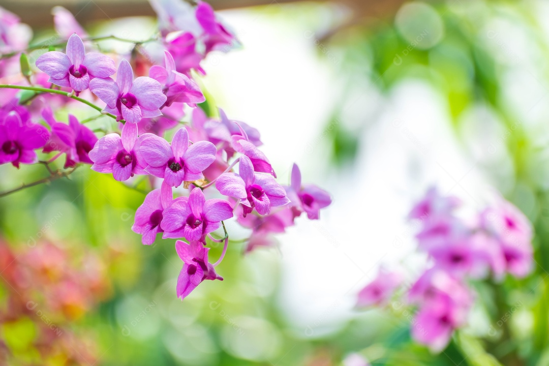 Flor da orquídea no jardim de orquídeas no inverno. Flor de orquídea para design de beleza e agricultura de cartão postal