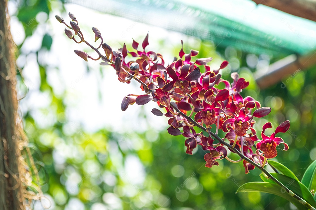 Flor da orquídea no jardim de orquídeas no inverno. Flor de orquídea para design de beleza e agricultura de cartão postal