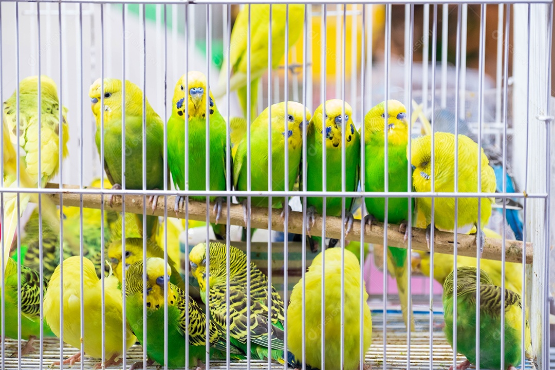 Passaros periquitos presos sobre uma gaiola