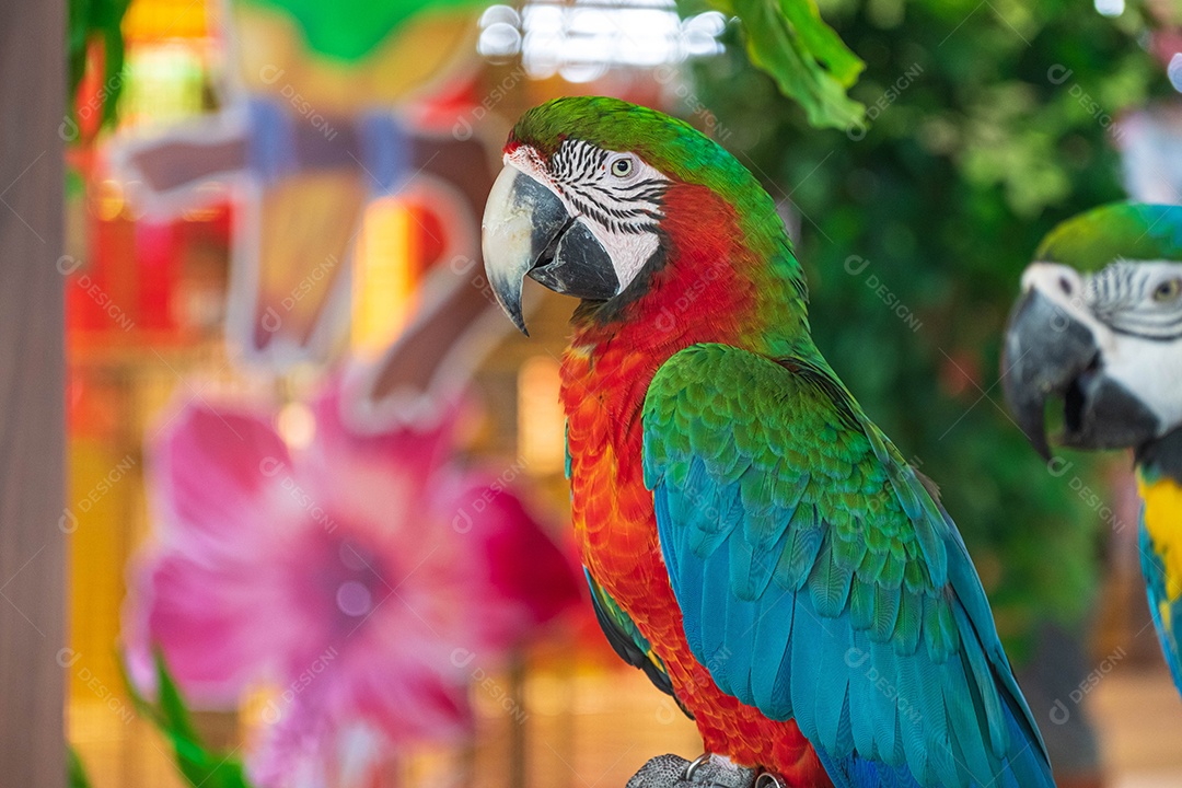 Passaoro Arara escarlate empoleirado em um galho. no meio das luzes da cidade em um belo show de vida selvagem