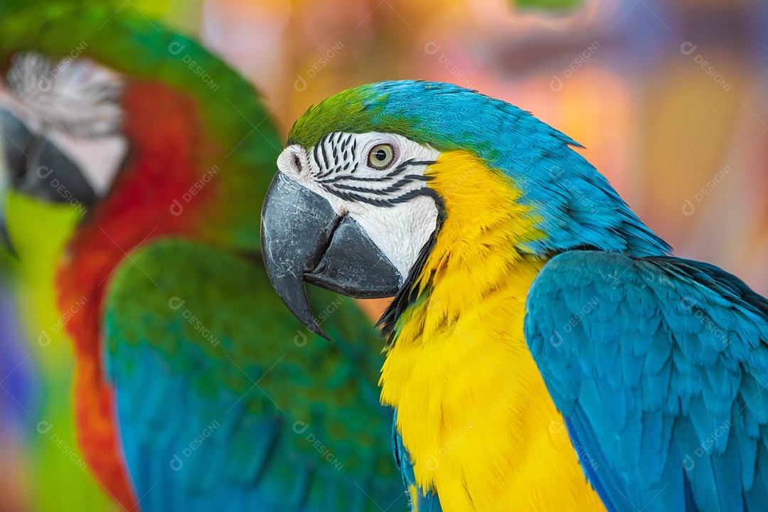 Arara azul-amarelo empoleirado em um galho. no meio das luzes da cidade em um belo show de vida selvagem