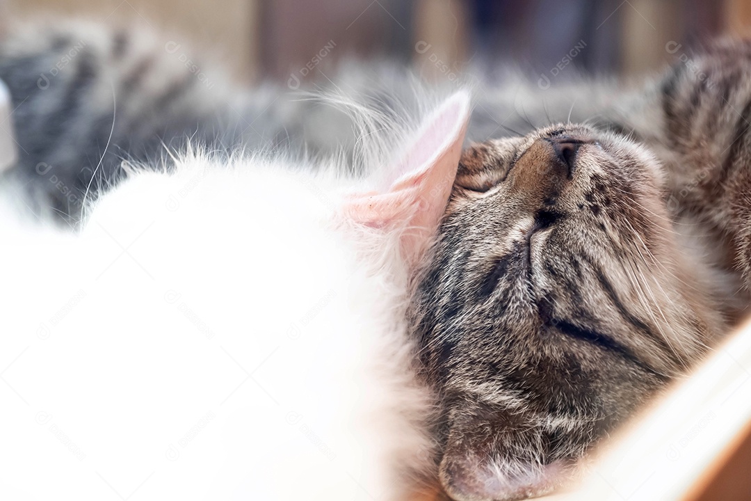 gato branco e preto limpo dormindo pacificamente, gato feliz, animal cortado