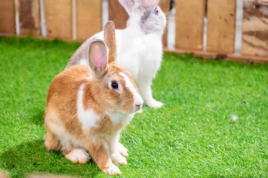 Coelho amarelo e branco na grama artificial verde no meio de luzes brilhantes em um show de vida selvagem