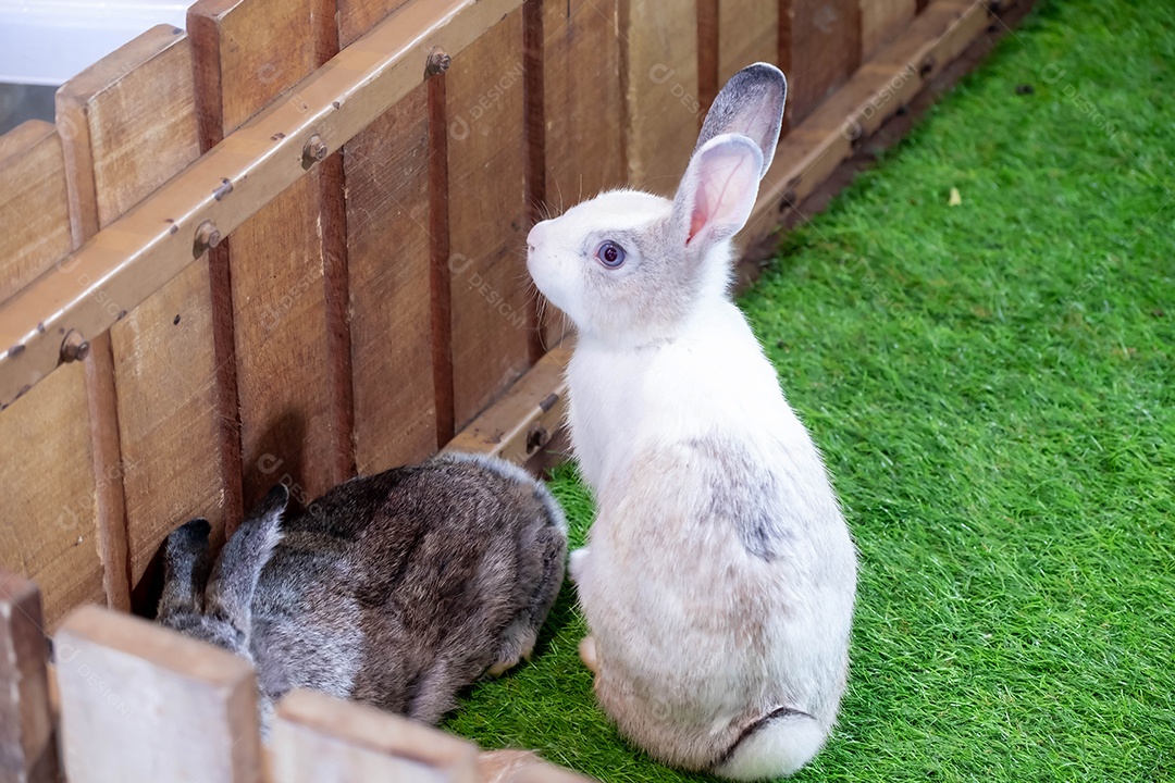 Coelho amarelo e branco na grama artificial verde no meio de luzes brilhantes em um show de vida selvagem