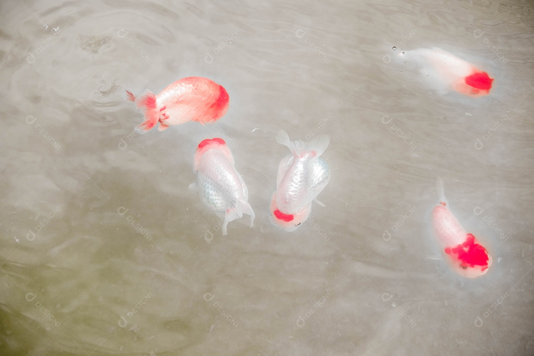 Os peixes dourados extravagantes de Ryukin estão nadando na piscicultura, entre os muitos peixes dourados multicoloridos