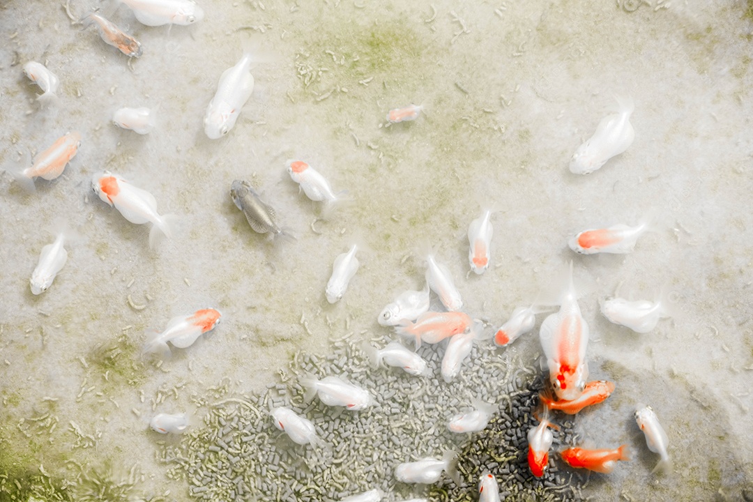 Os peixes dourados extravagantes de Ryukin estão nadando na piscicultura, entre os muitos peixes dourados multicoloridos