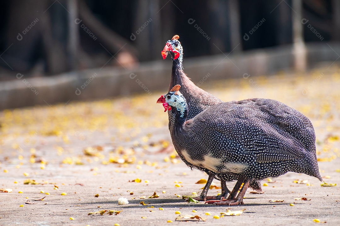 Angola animal andando sobre terreno fazenda