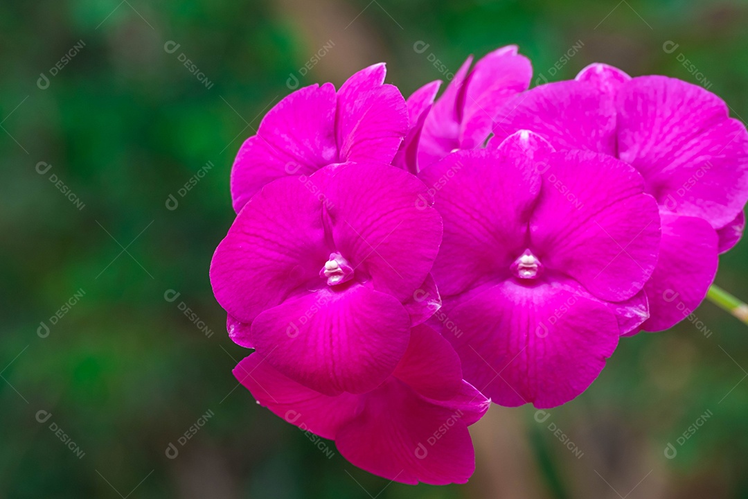 Flor roxa da orquídea no jardim de orquídeas no inverno. Flor de orquídea para design de beleza e agricultura de cartão postal