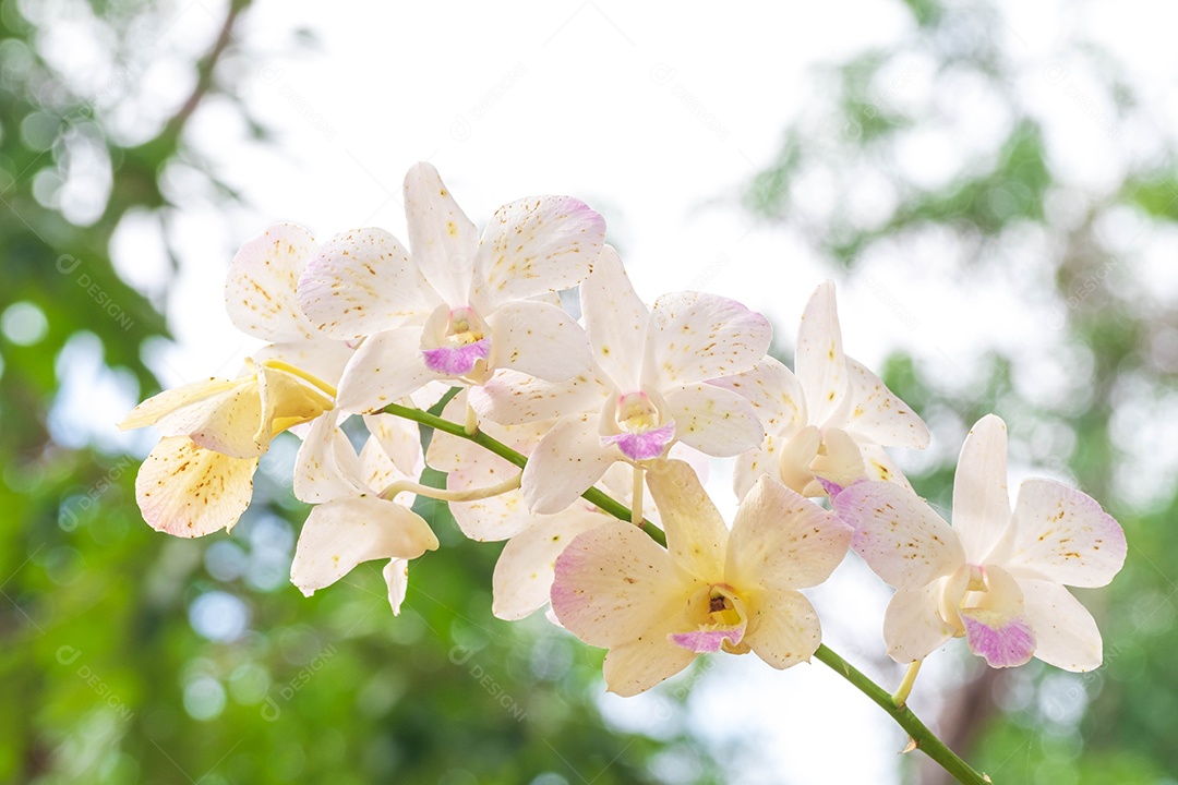Flor de orquídea branca no jardim de orquídeas no inverno. Flor de orquídea para design de beleza e agricultura de cartão postal. Linda flor de orquídea no jardim, em plena floração na fazenda, sobre fundo verde desfocado
