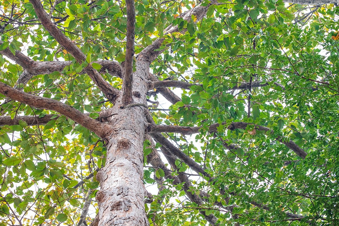 Grandes galhos e folhas verdes exuberantes na estação chuvosa. Retirado do canto inferior