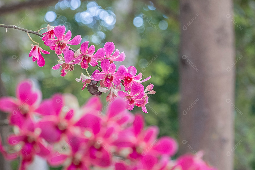 Flor roxa da orquídea no jardim de orquídeas no inverno. Flor de orquídea para design de beleza e agricultura de cartão postal