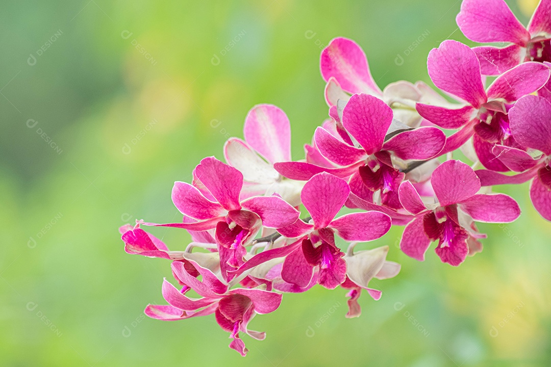 Flor roxa da orquídea no jardim de orquídeas no inverno. Flor de orquídea para design de beleza e agricultura de cartão postal