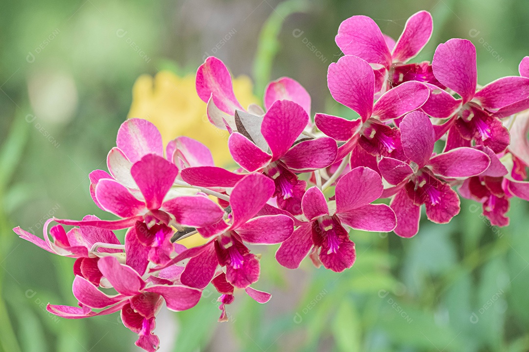 Flor roxa da orquídea no jardim de orquídeas no inverno. Flor de orquídea para design de beleza e agricultura de cartão postal