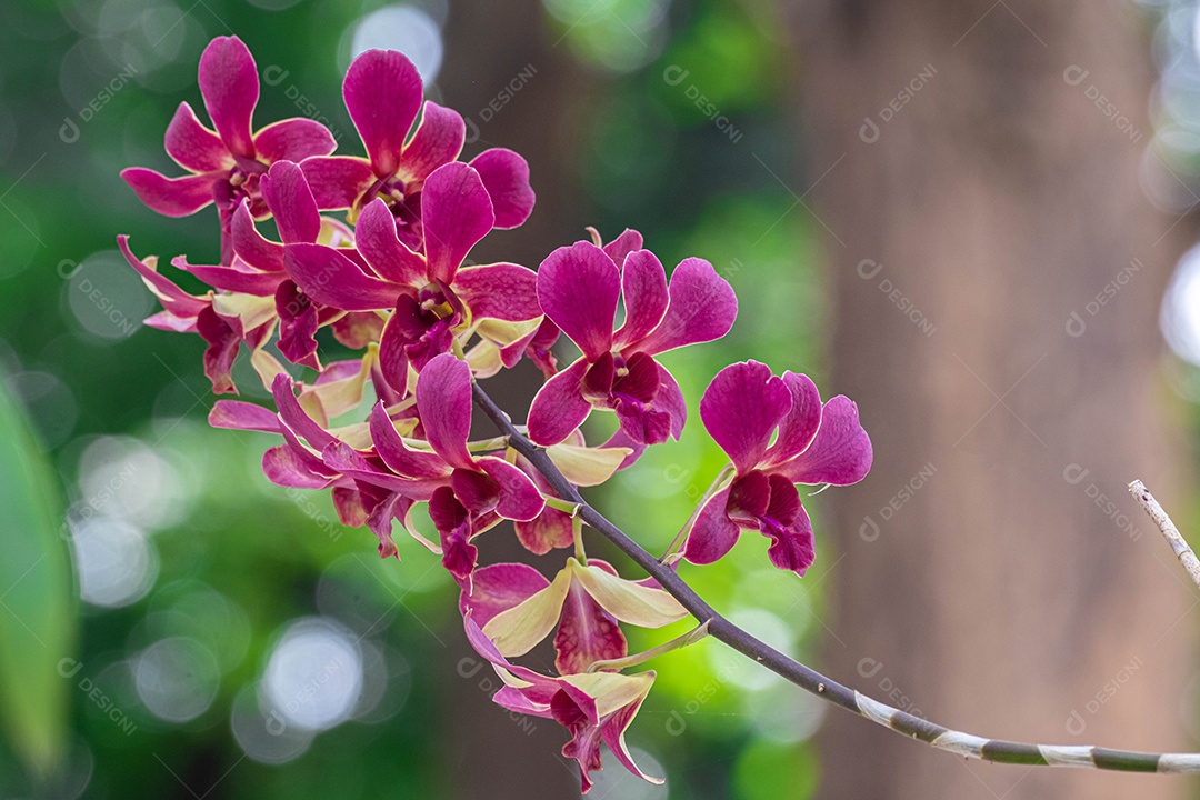 Flor roxa da orquídea no jardim de orquídeas no inverno. Flor de orquídea para design de beleza e agricultura de cartão postal