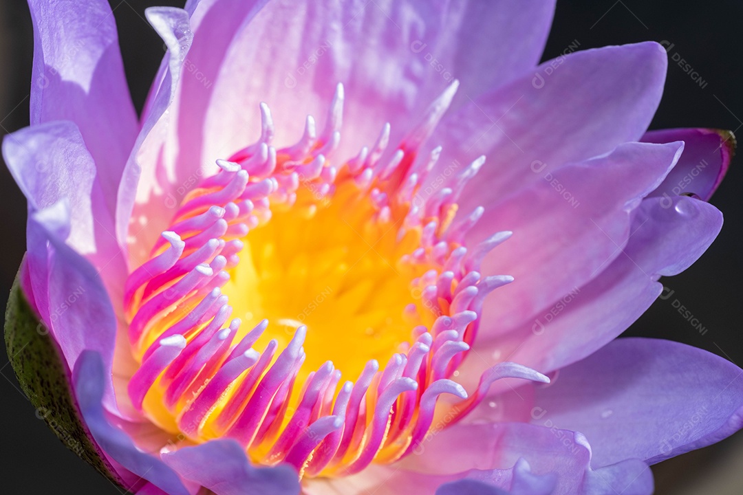 Flor de lotus rosas flores planta