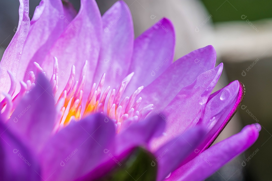 Flor de lotus rosas flores planta