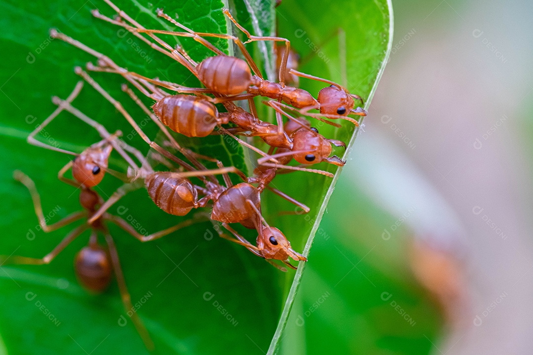 formiga vermelha, trabalho em equipe de ação de formiga para construir um ninho, formiga em folha verde no jardim entre folhas verdes desfocar o fundo, foco seletivo do olho e fundo preto, macro