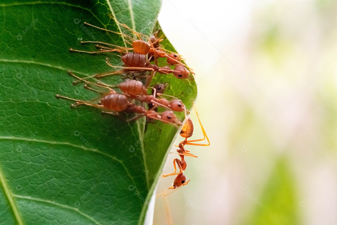 formiga vermelha, trabalho em equipe de ação de formiga para construir um ninho, formiga em folha verde no jardim entre folhas verdes desfocar o fundo, foco seletivo do olho e fundo preto, macro