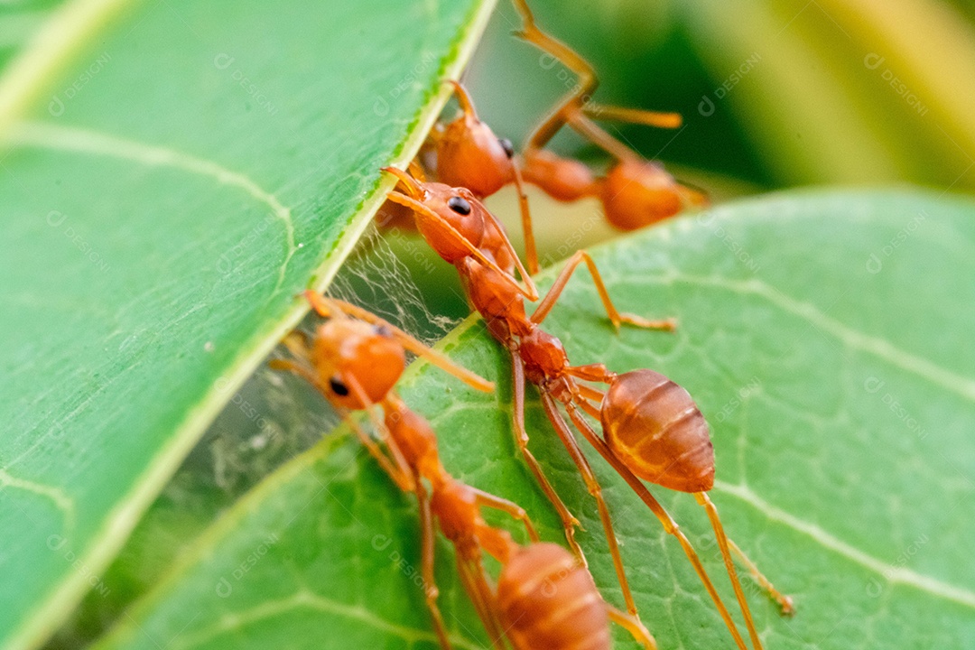 formiga vermelha, trabalho em equipe de ação de formiga para construir um ninho, formiga em folha verde no jardim entre folhas verdes desfocar o fundo, foco seletivo do olho e fundo preto, macro