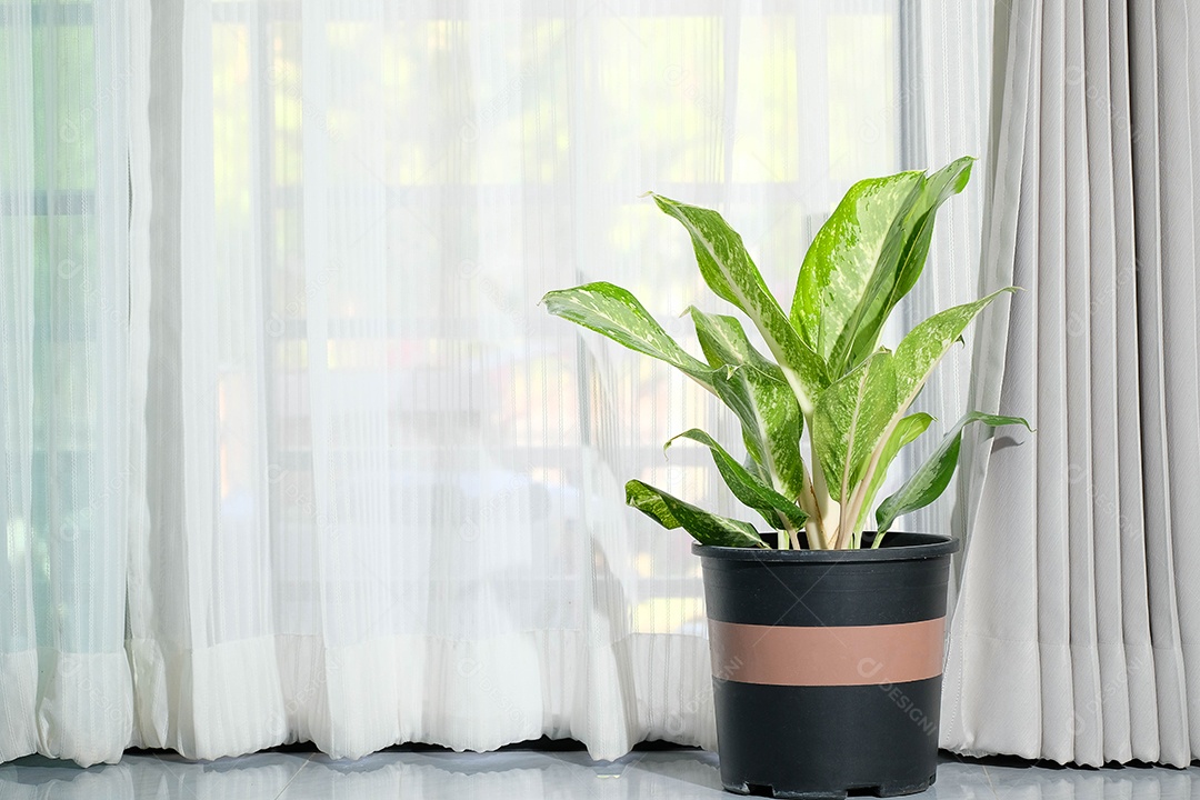 Planta purificadora de ar verde, Aglaonema verde, planta em vaso preto pela janela da sala, cortinas brancas, janela de luz natural