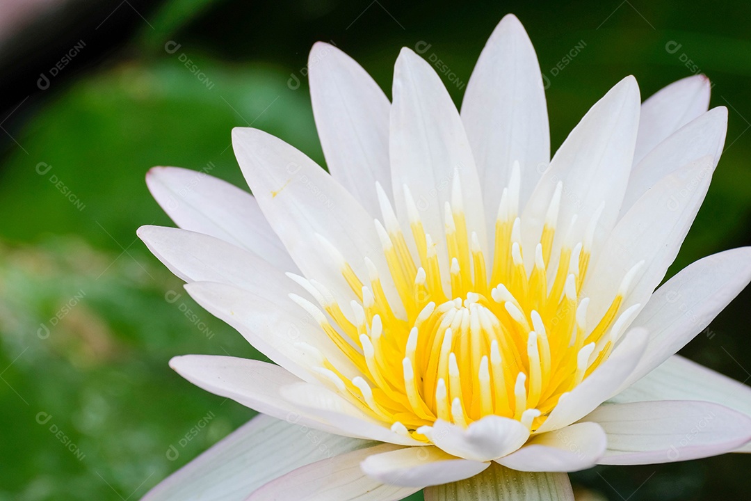 Lótus branco e estames amarelos, florescendo em fundo verde e multicolorido, para fundos, banners, publicações.