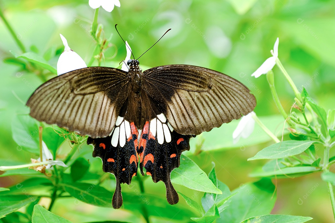 Inseto borboleta sobre floresta