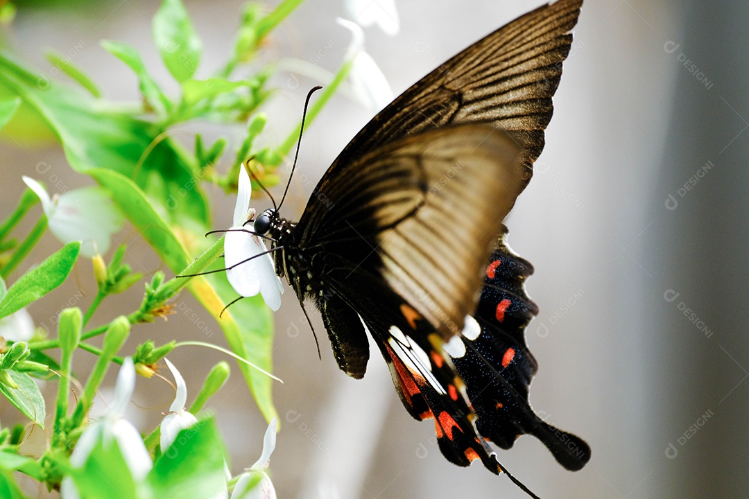Inseto borboleta sobre floresta