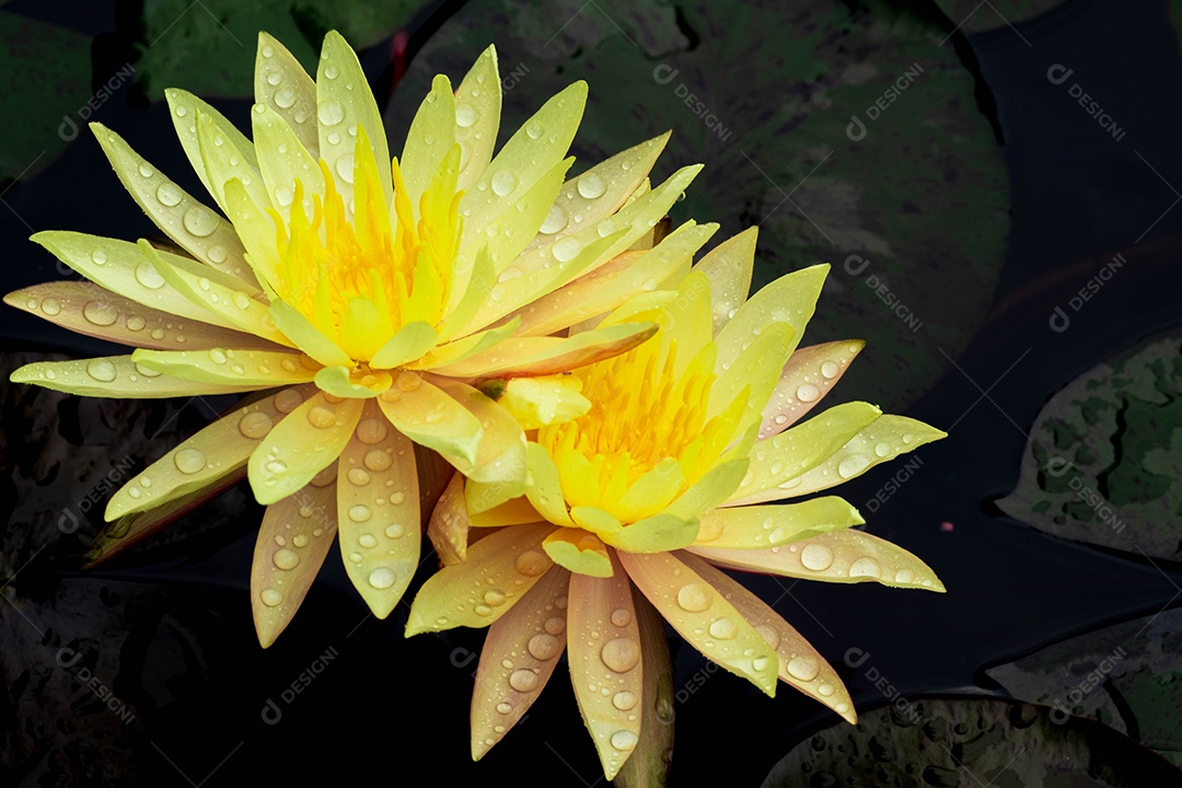 Linda flor amarela sobre fundo desfocado abstrato