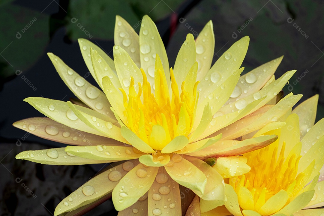 Linda flor amarela sobre fundo desfocado abstrato