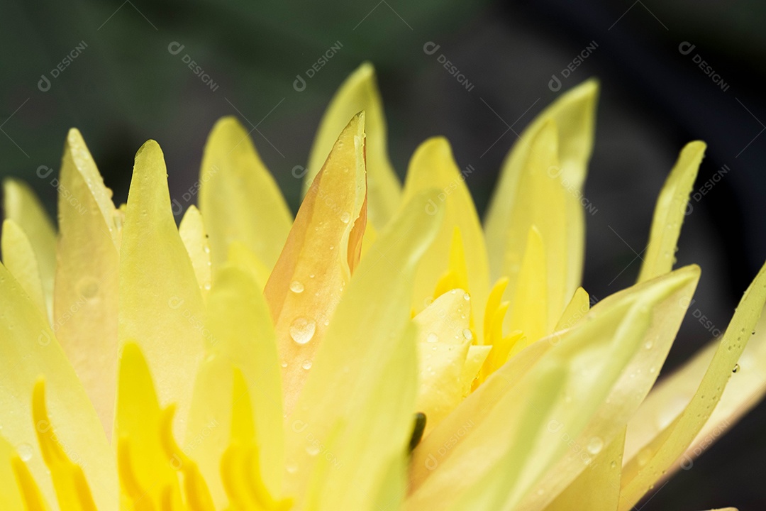 Linda flor amarela sobre fundo desfocado abstrato