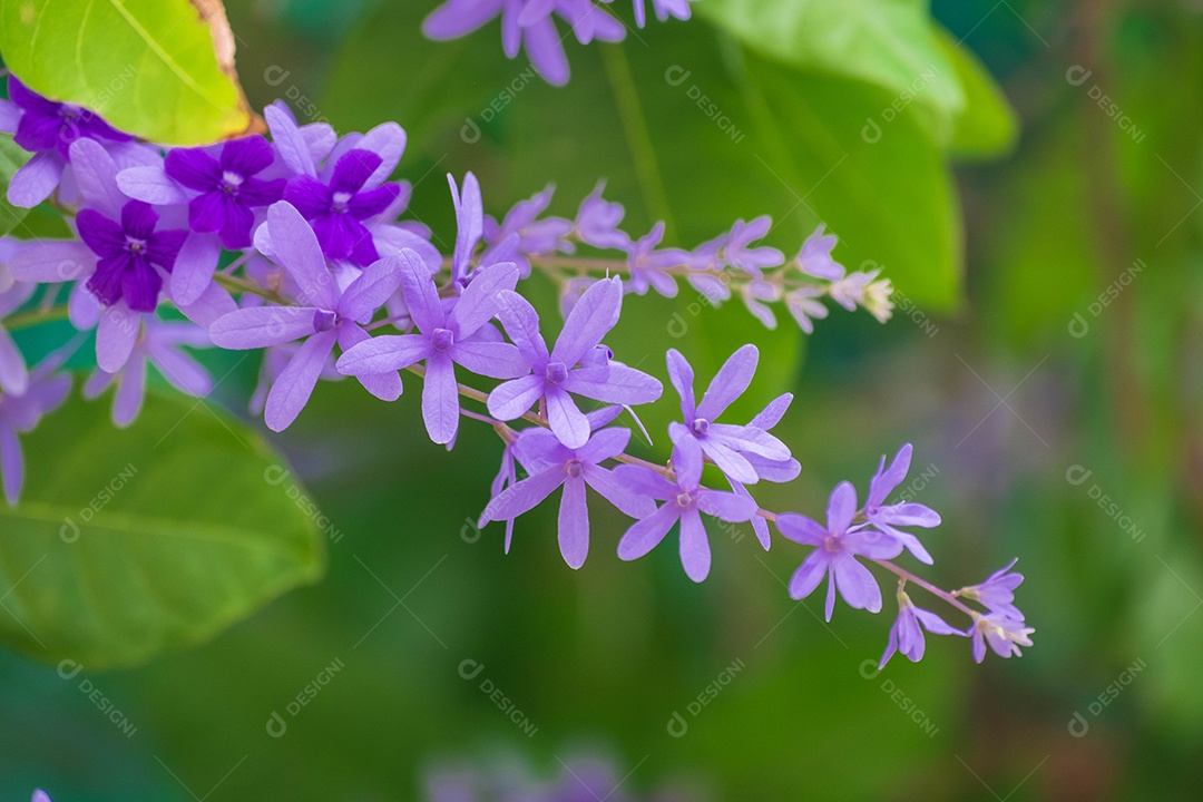 Linda flor roxas sobre fundo desfocado abstrato