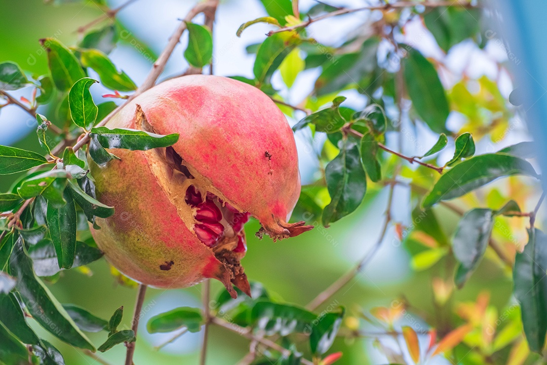 Vista da natureza da folha verde no fundo de vegetação turva no jardim com espaço de cópia usando como plano de fundo a paisagem de plantas verdes naturais, ecologia, papel de parede fresco