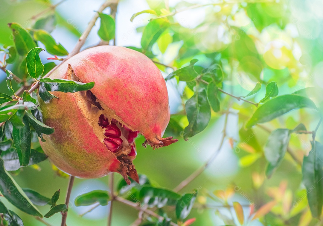 Frutas frescas de romã verde penduradas no galho. jardim de árvores de romã e conceito de comida saudável, a folhagem no fundo, macro
