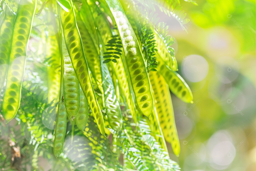 Leucaena leucocephala (jumbay, tamarindo de rio, subabul, white popinac, white leadtree, Mimosa leucophala, Mimosa glauca Koenig)